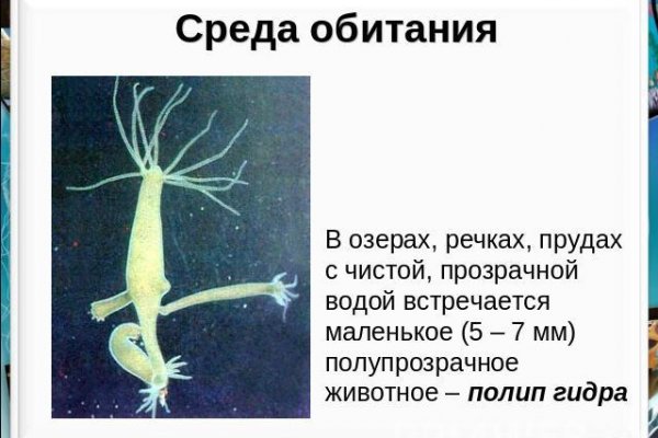 Kraken url