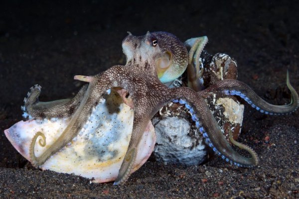 Kraken наркотики сайт